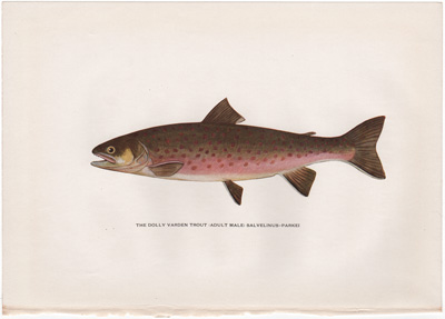 THE DOLLY VARDEN TROUT (ADULT MALE) SALVELINUS-PARKEI